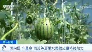 庄河吃瓜群众案件,揭秘网络谣言背后的真相 第1张 庄河吃瓜群众案件,揭秘网络谣言背后的真相 第1张